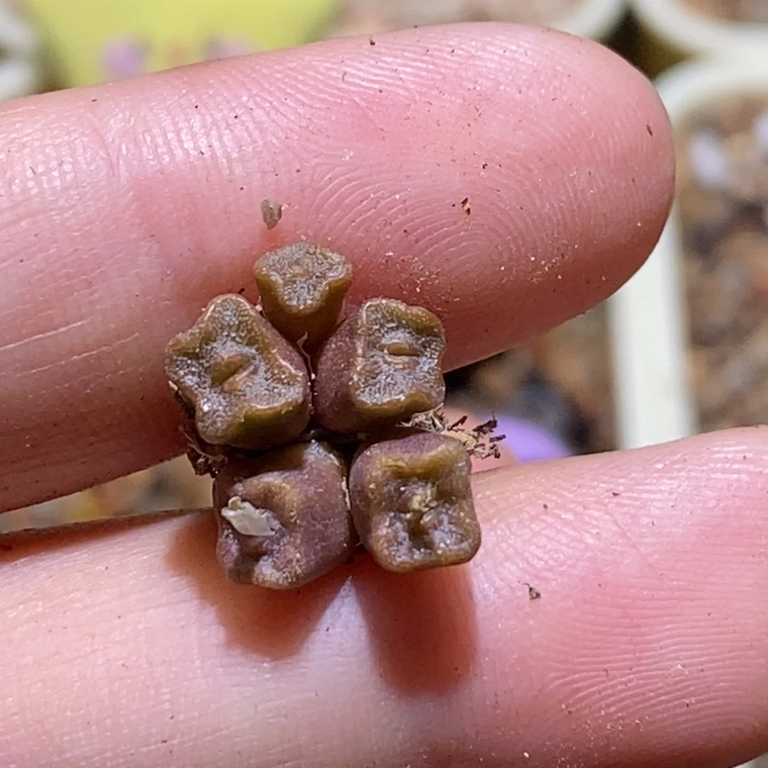 江南cr1370编号方糖