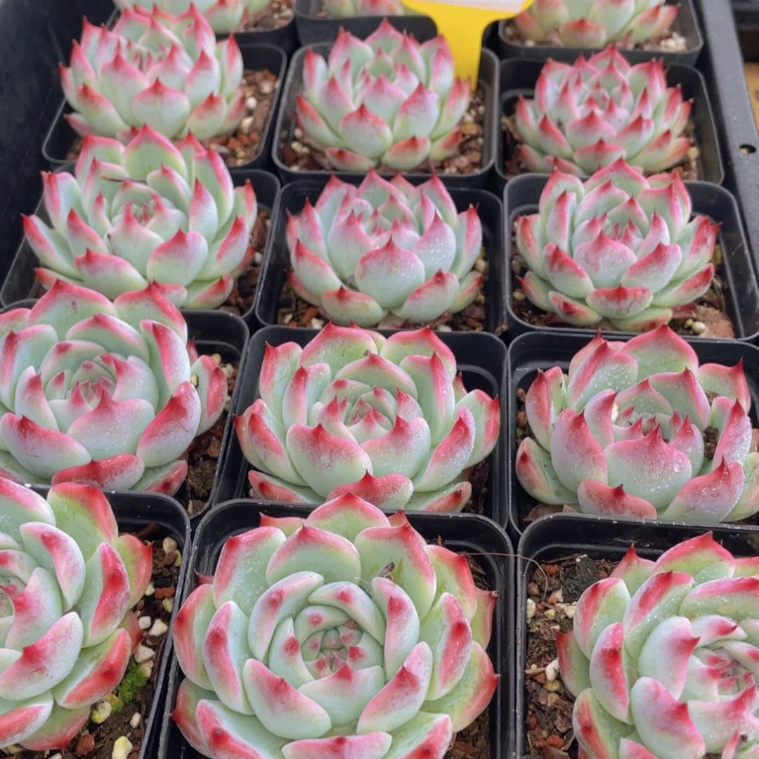 1453号 新品吉娃娃水蜜桃单头一个