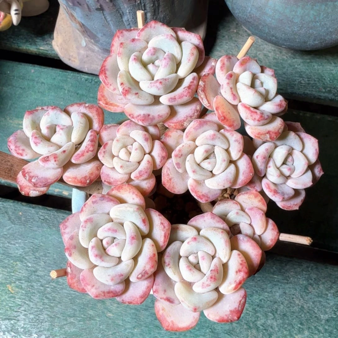 千山雪一物一拍拍下不退不换