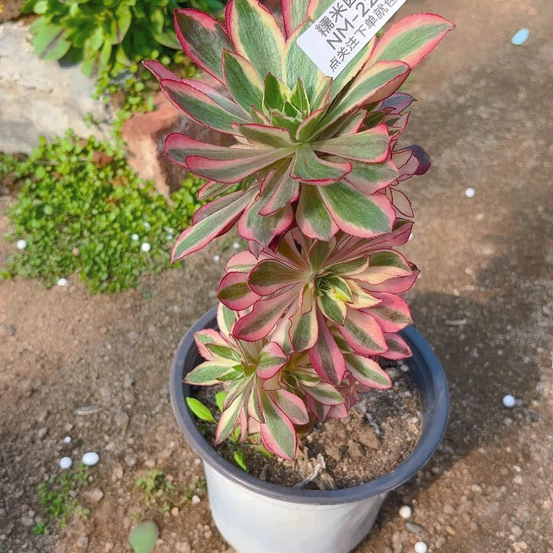 魅影多肉植物二号229