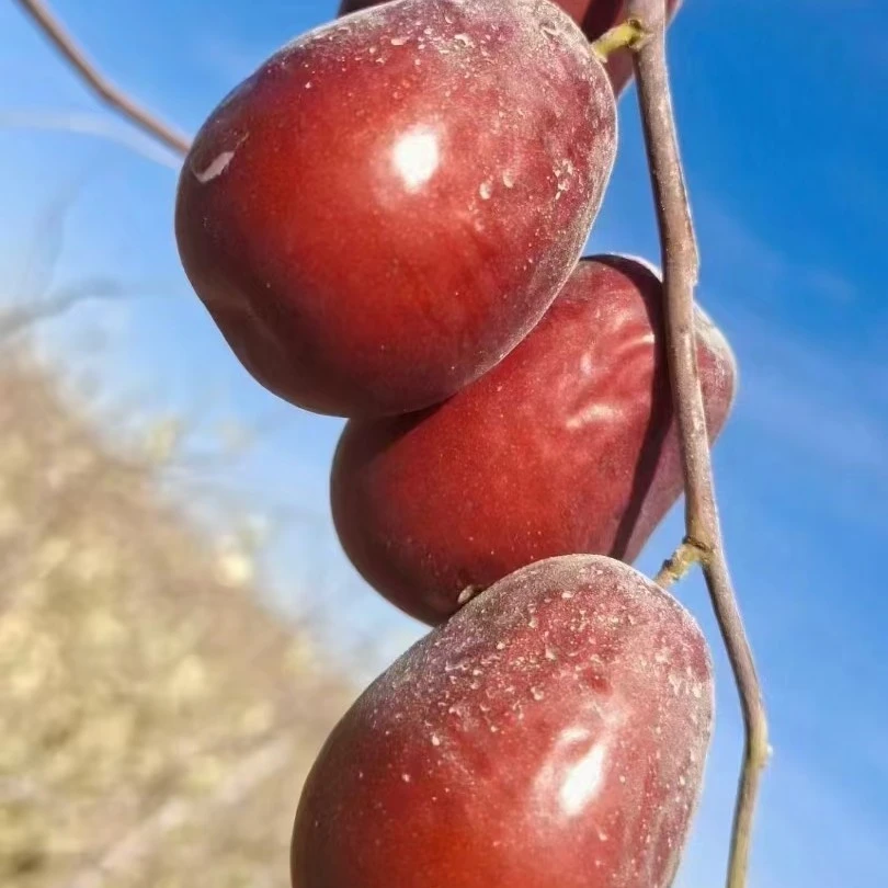 25年新疆和田大枣胖一级拍5斤发6斤，8到10成干产地直发