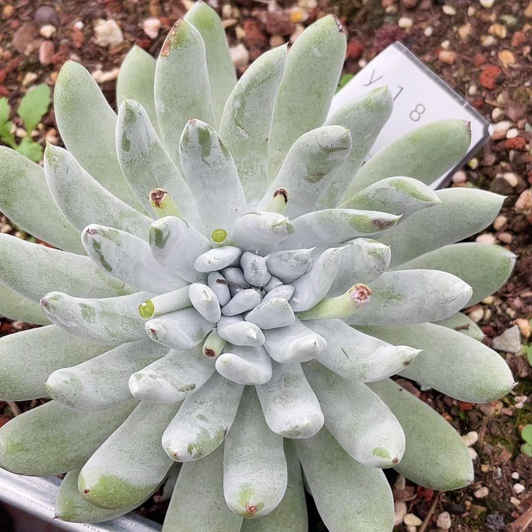 拇指杂交多头1862