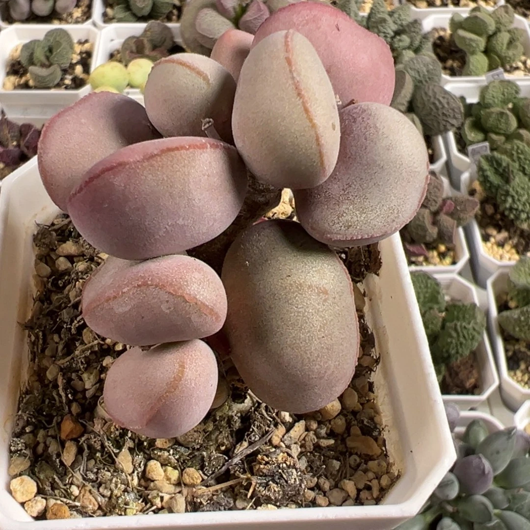 白肌红蛋多头纯木质桩多肉植物水泡