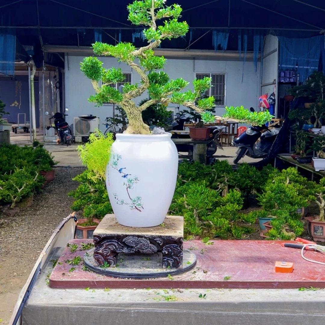 无花朵高端黄杨盆景艺术