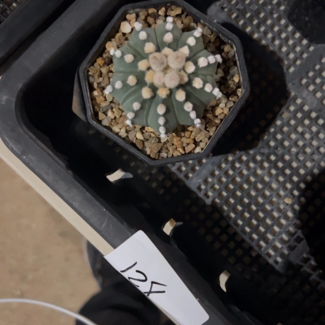 狂***牛B008号兜仙人球多肉