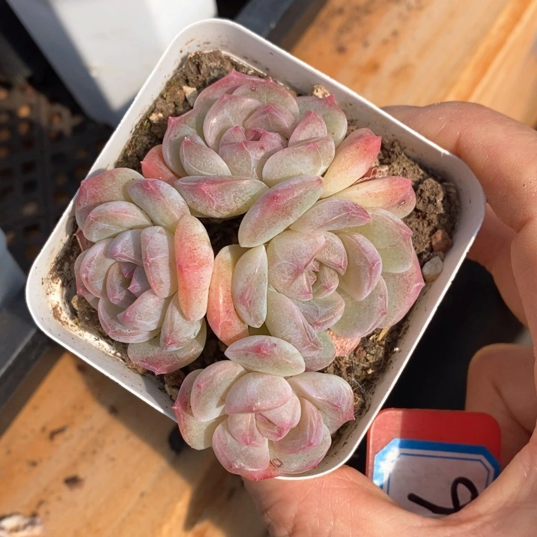 精品多肉一物一柏不包整426