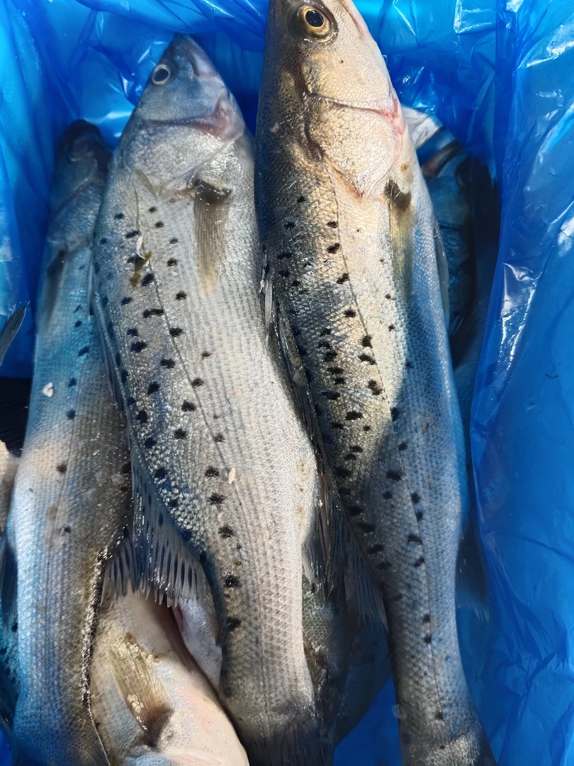 深海新鲜海鲈鱼深海捕捞鲜嫩美味活鱼鲜冻整条