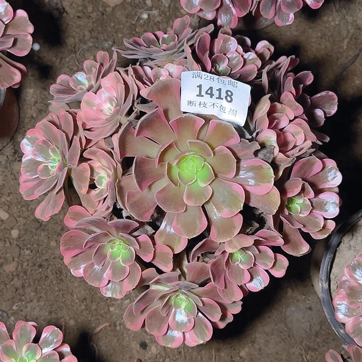 小***令1418爱神多肉植物保护