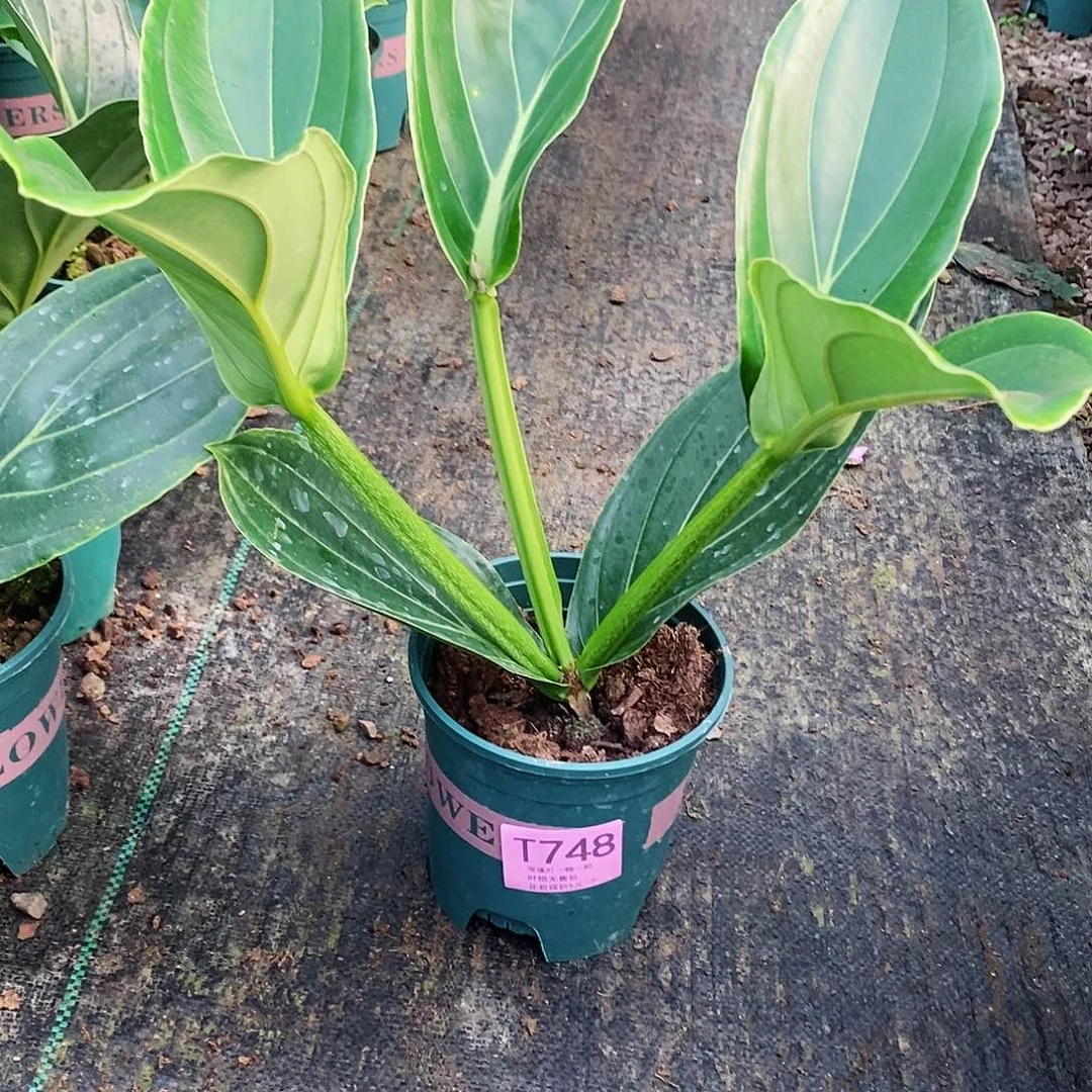 霍*良木本花卉748