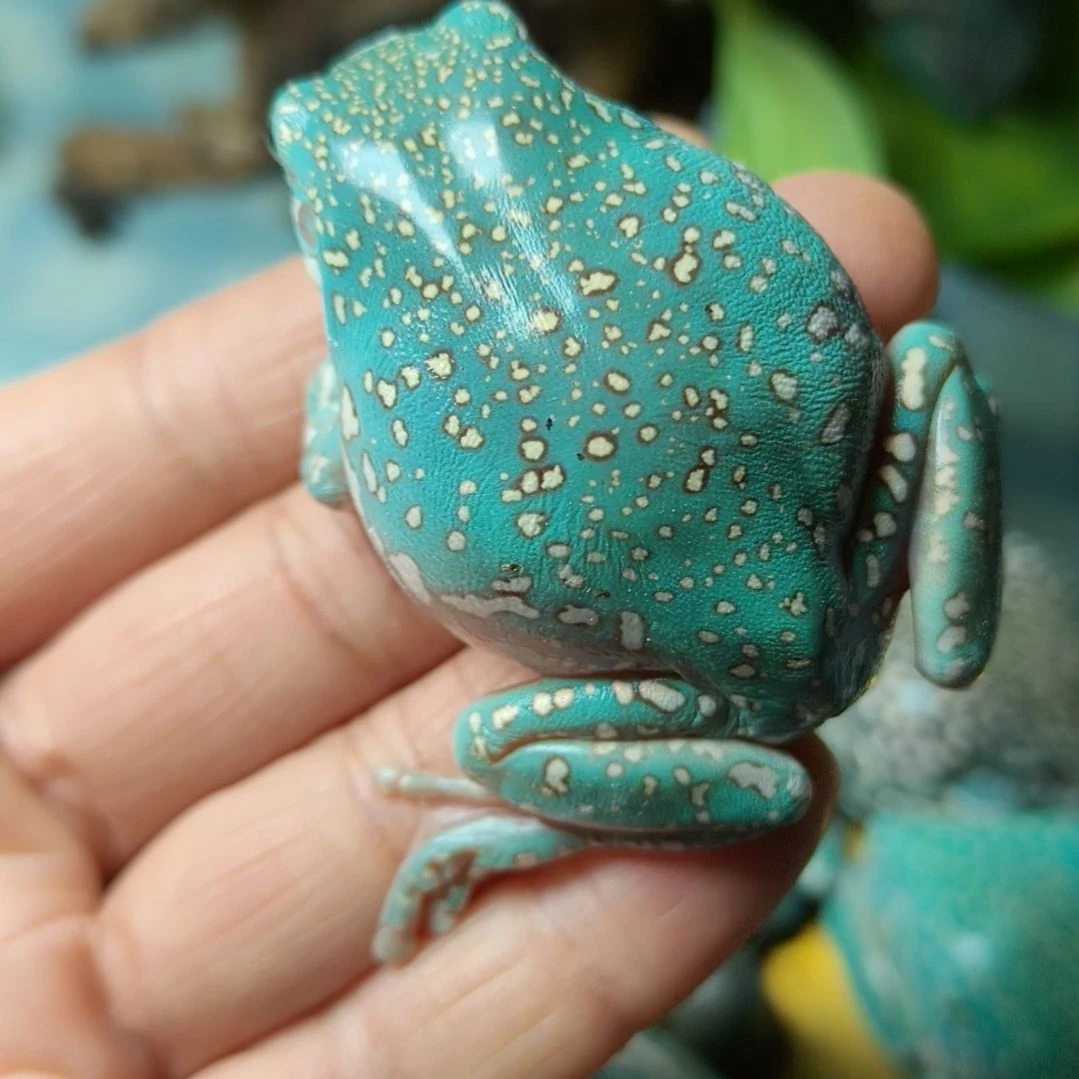 老爷树蛙奥蓝暴雪树蛙