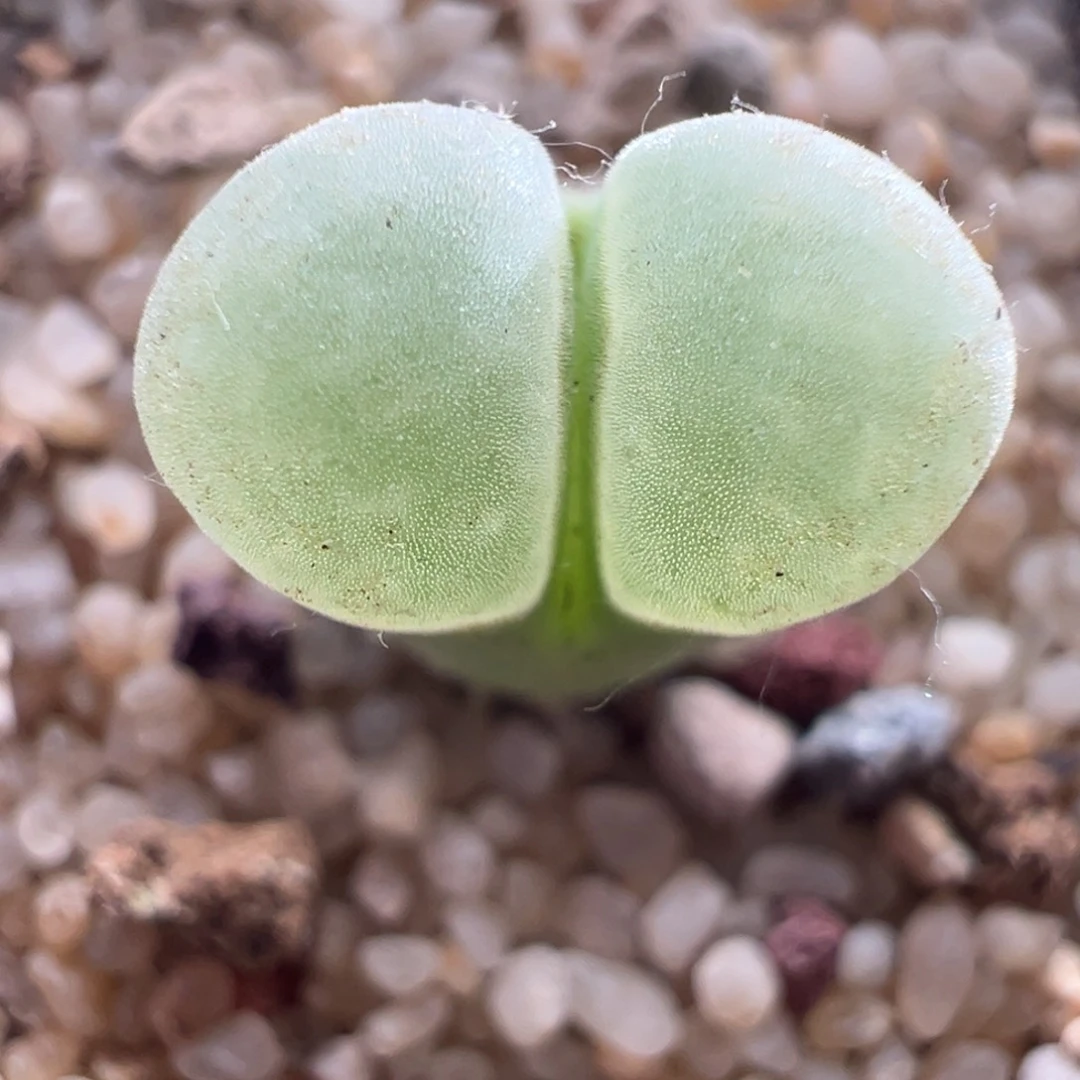 G7.9/2053。 1802.8。 多肉植物