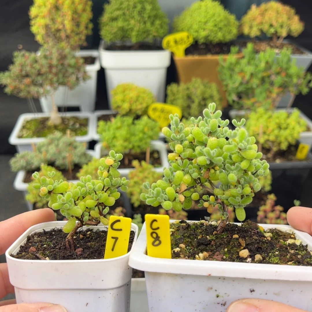 橘*翡翠2带盆带土发货