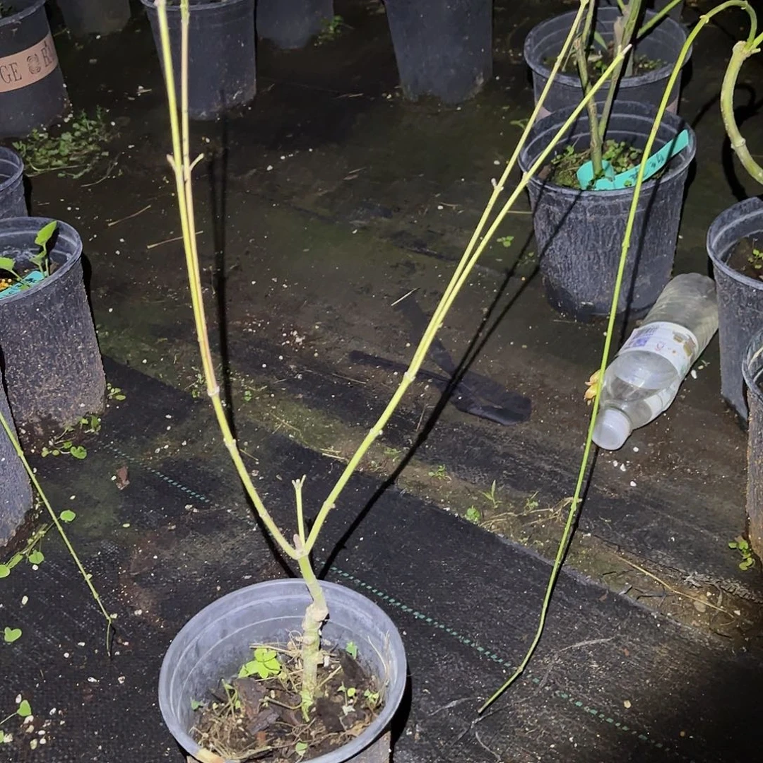 直播间一无已拍视频