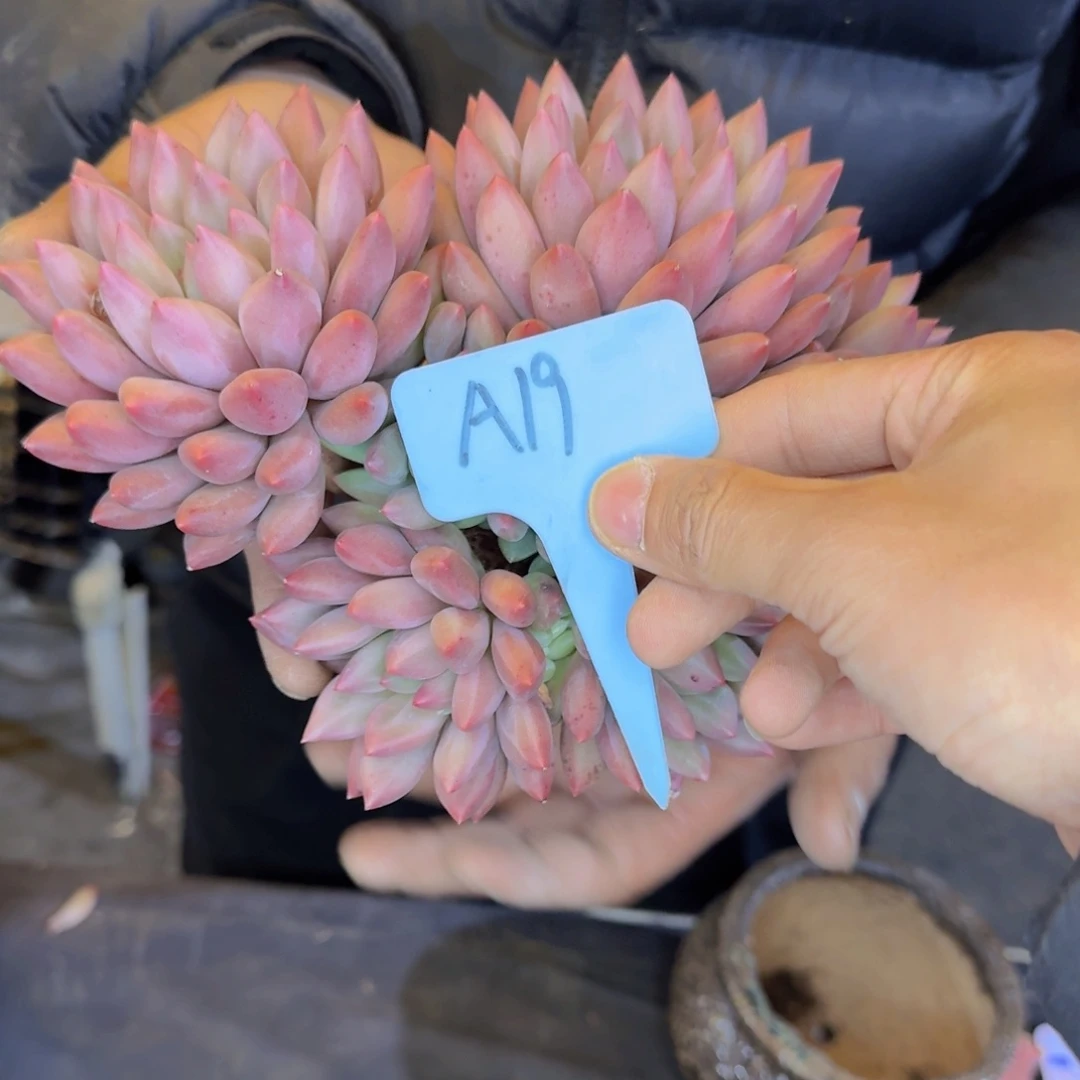 三***少多肉植物的生长发育和生长