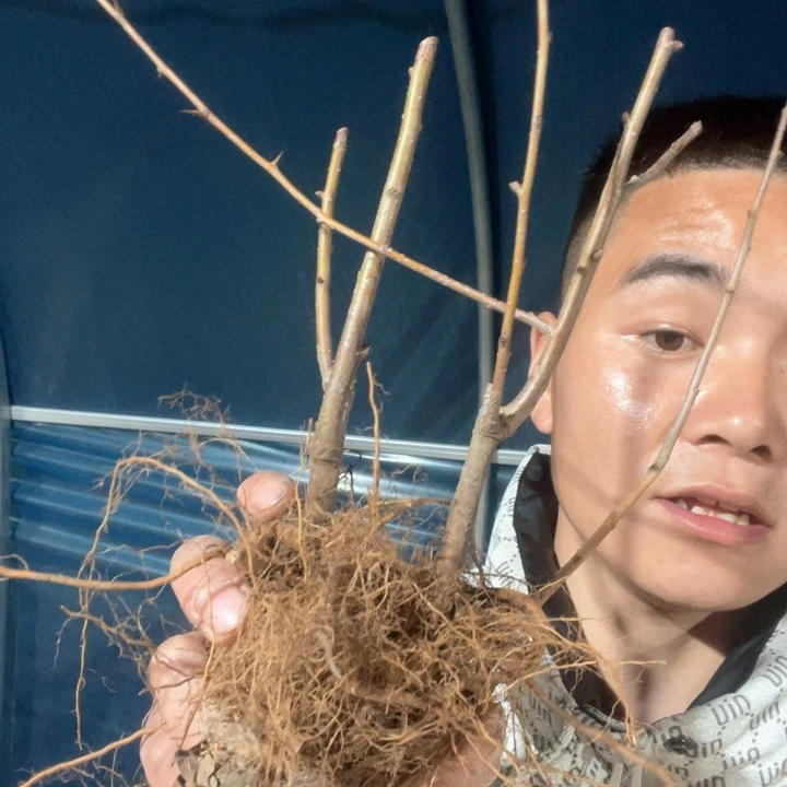 原生宴海棠花苗一颗