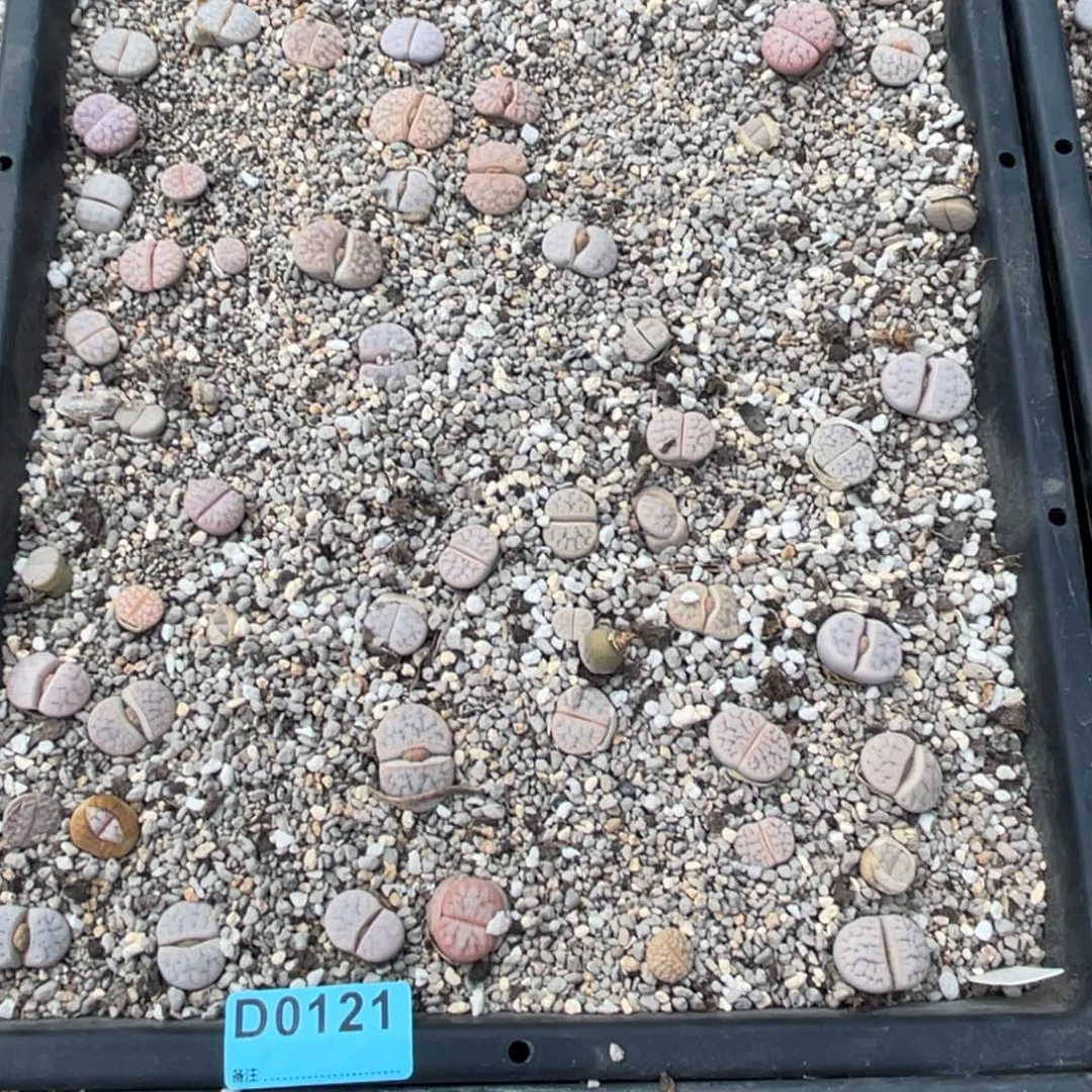 多***，0121筐福利不售后