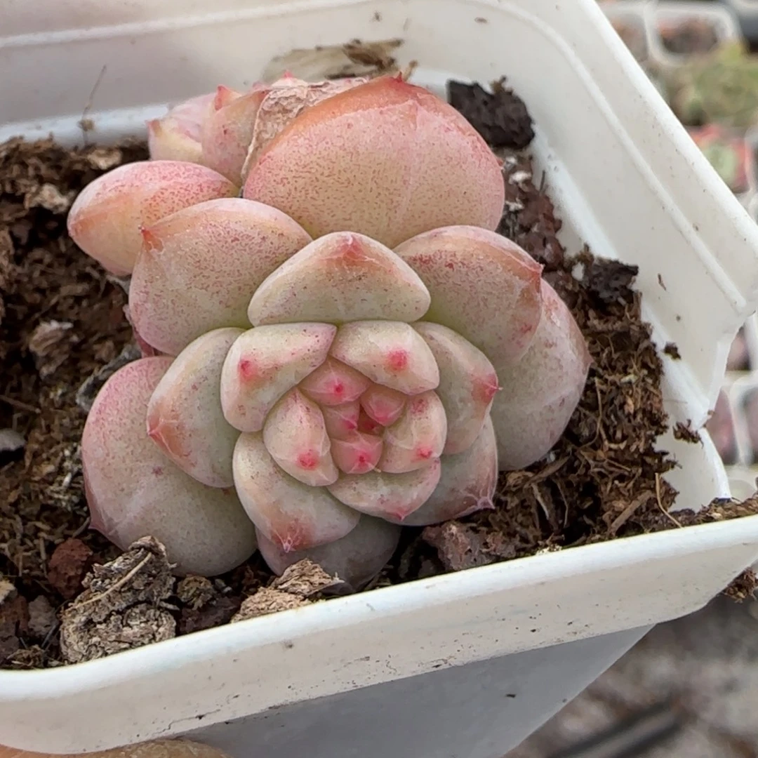 小卡拉米糖心一物一拍