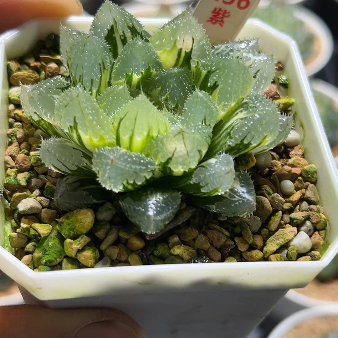256玄冰玉露锦超大杯灯芯叶