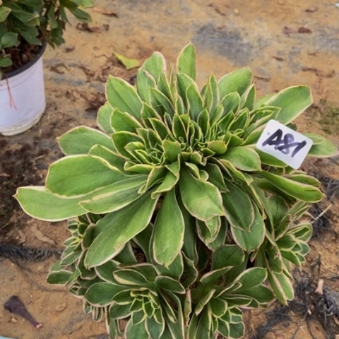 大绿玫瑰锦缀81多肉