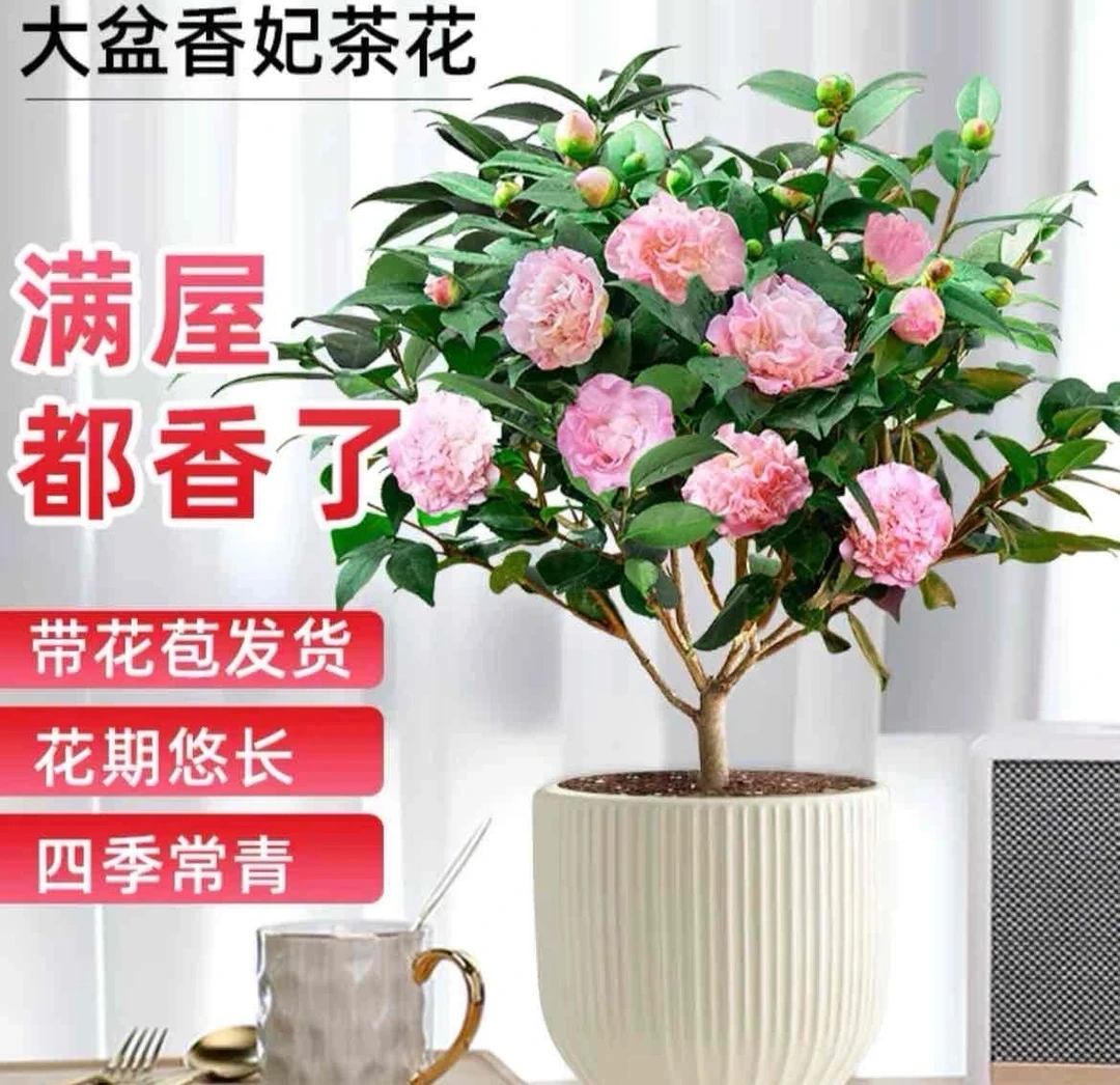 【年销花】香妃茶花盆栽室内外好养