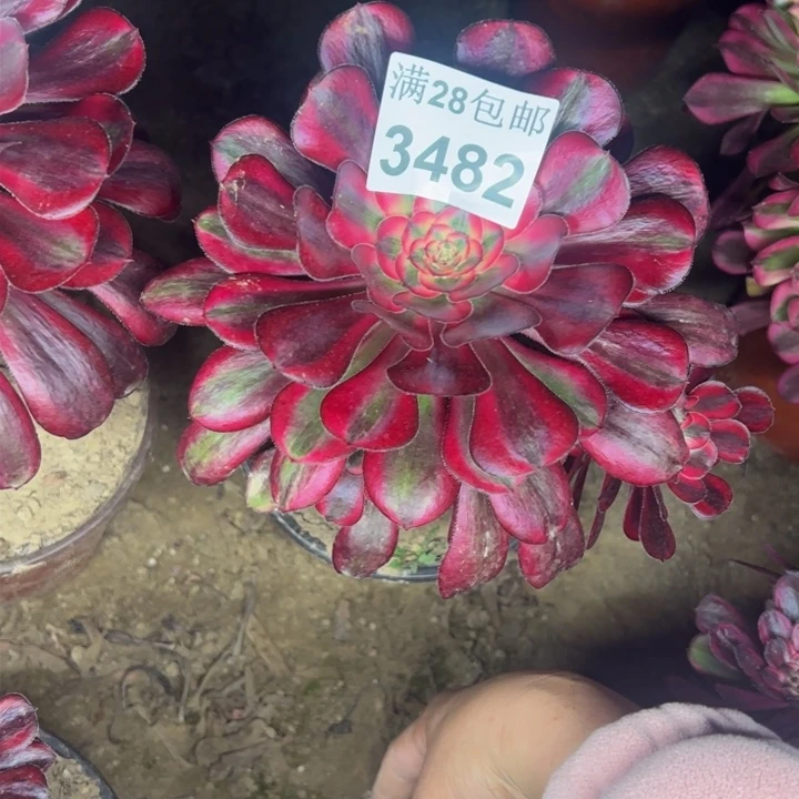 3482香奈儿多肉植物