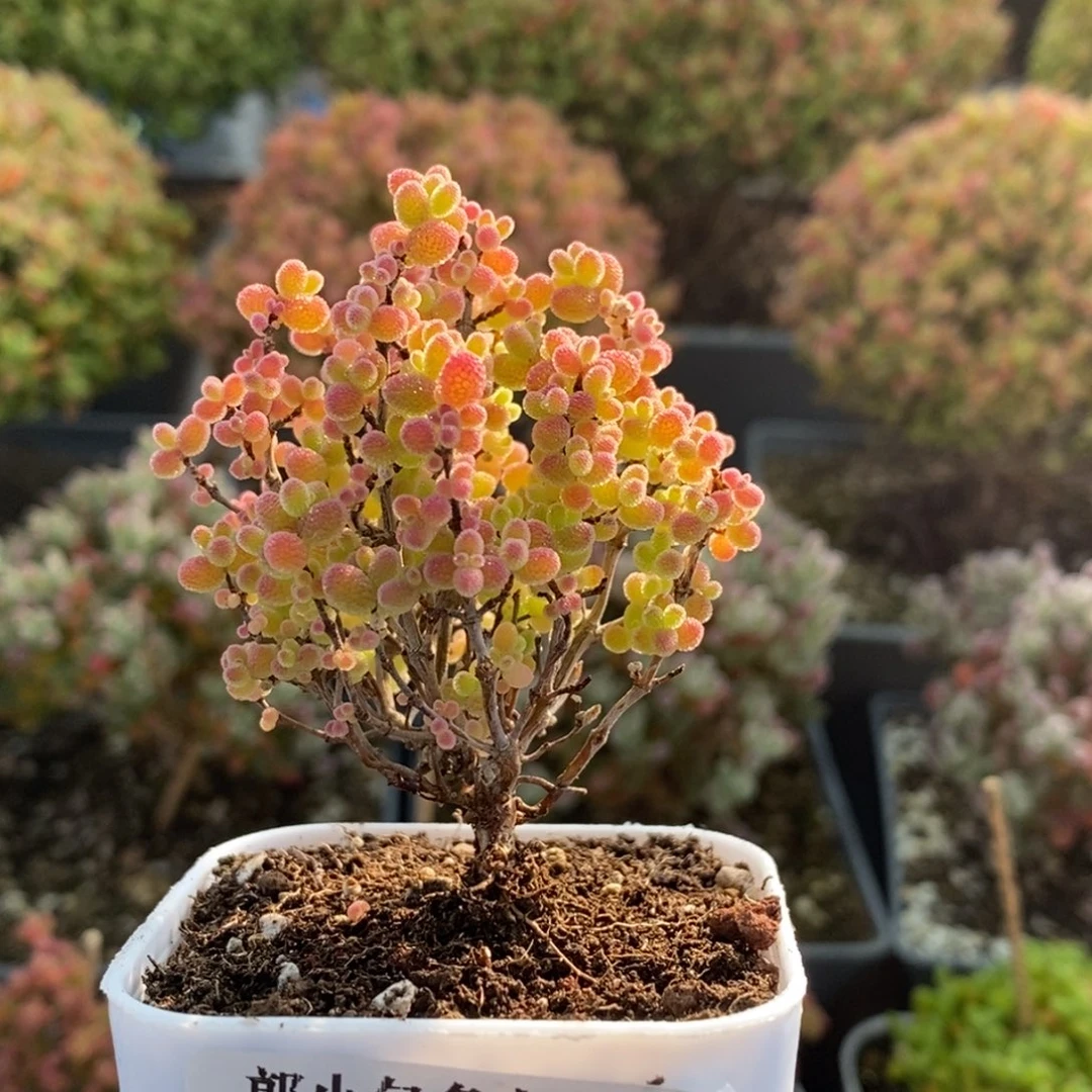 蜜橘糖球3182枝干番杏