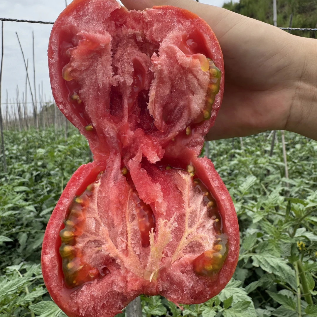 ［顺丰快递］老品种自然熟沙瓤西红柿新鲜现摘生吃做菜番茄3/4/5斤