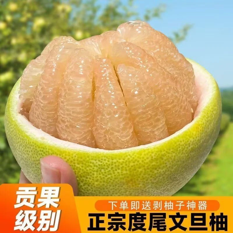 【产地直发】福建仙游度尾文旦柚红心白心新鲜应季酸甜多汁孕妇水果