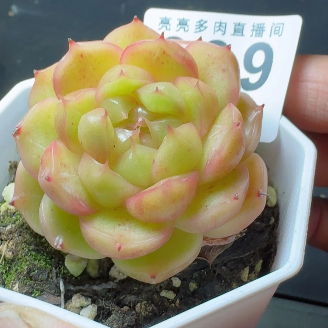 周***函麦秆          摇身一变高富帅，一夜暴富动作快