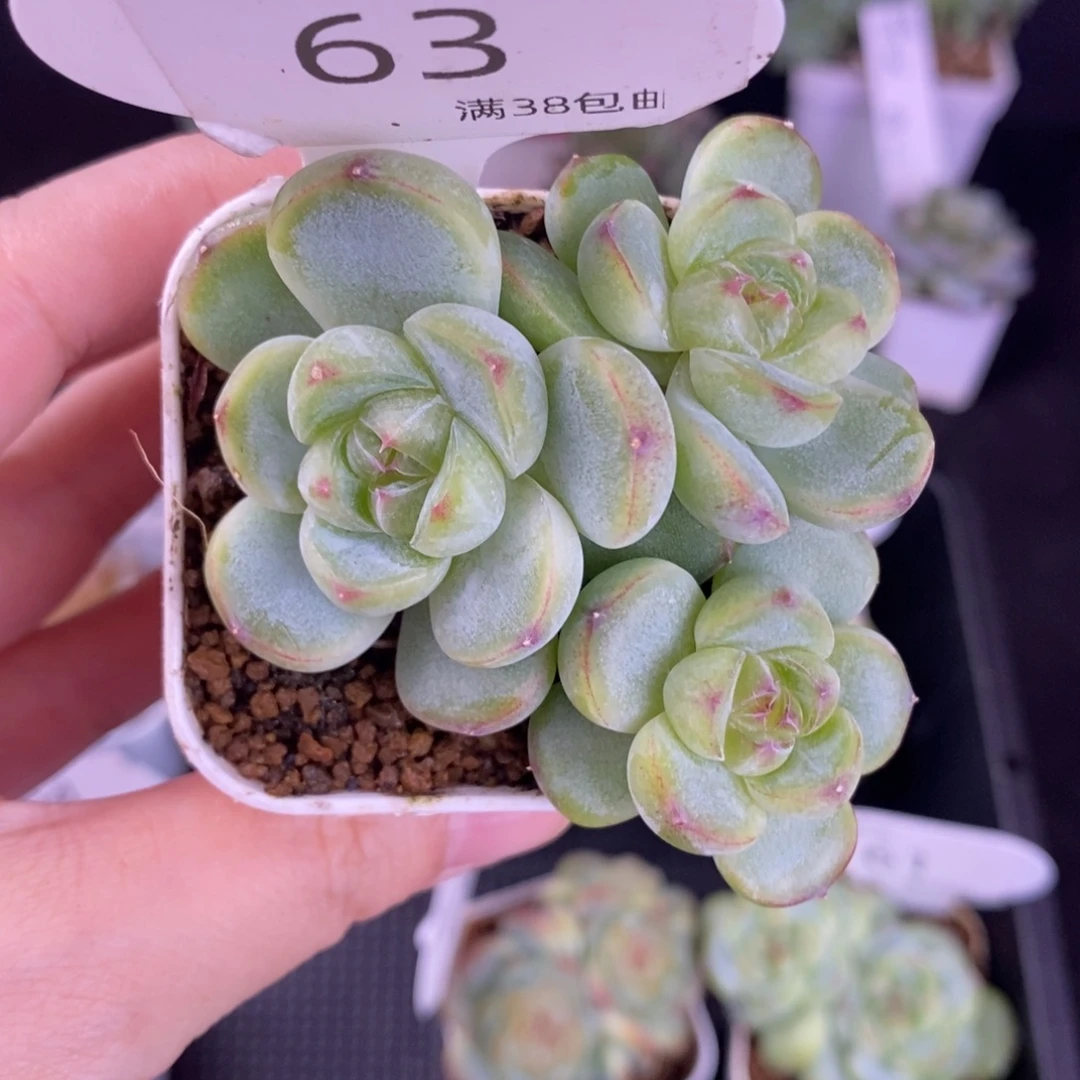胖珍妮三头群63号