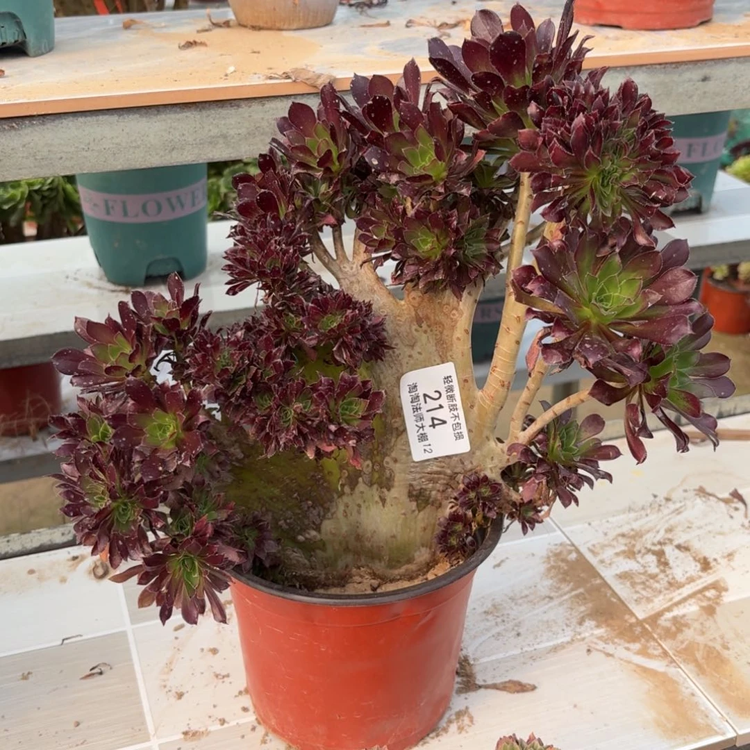 214黑法师缀化多肉植物