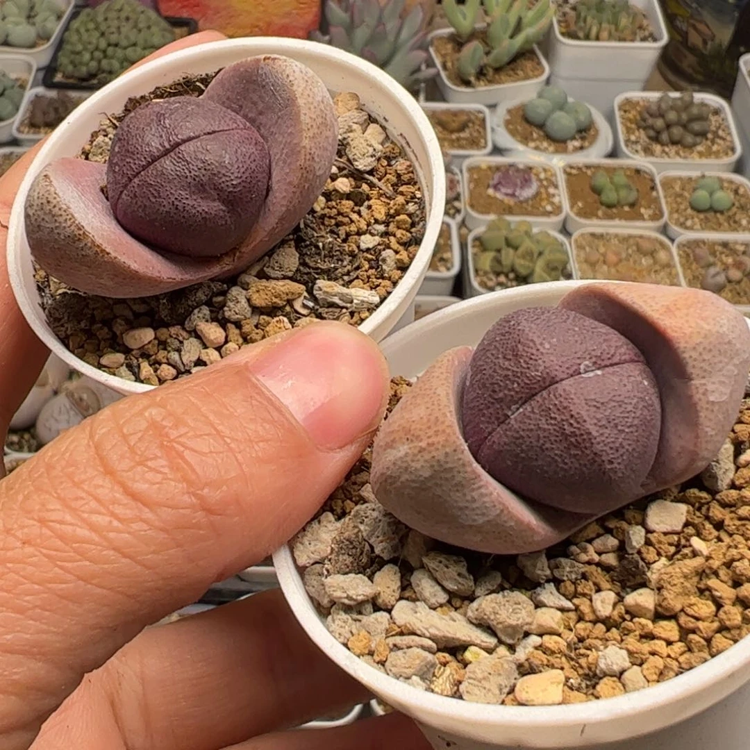 紫帝玉多肉植物百科