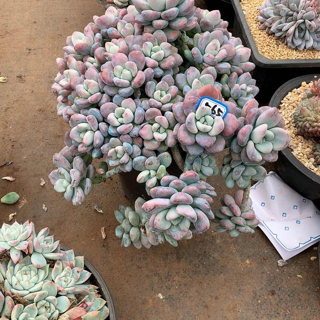 565洛神一物一拍多肉