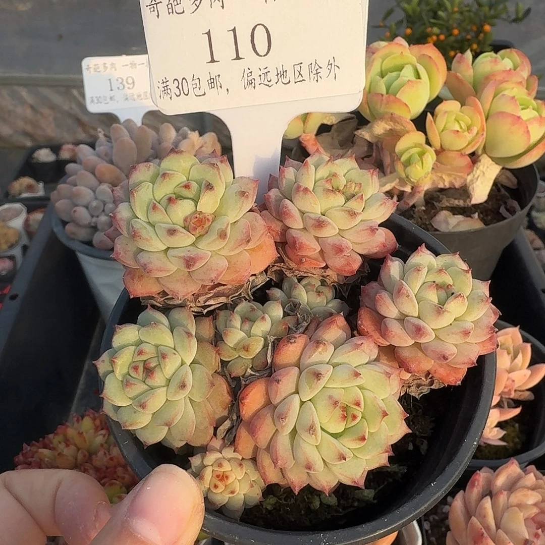 110 多肉脱土 群生不包整 30元包邮除偏远