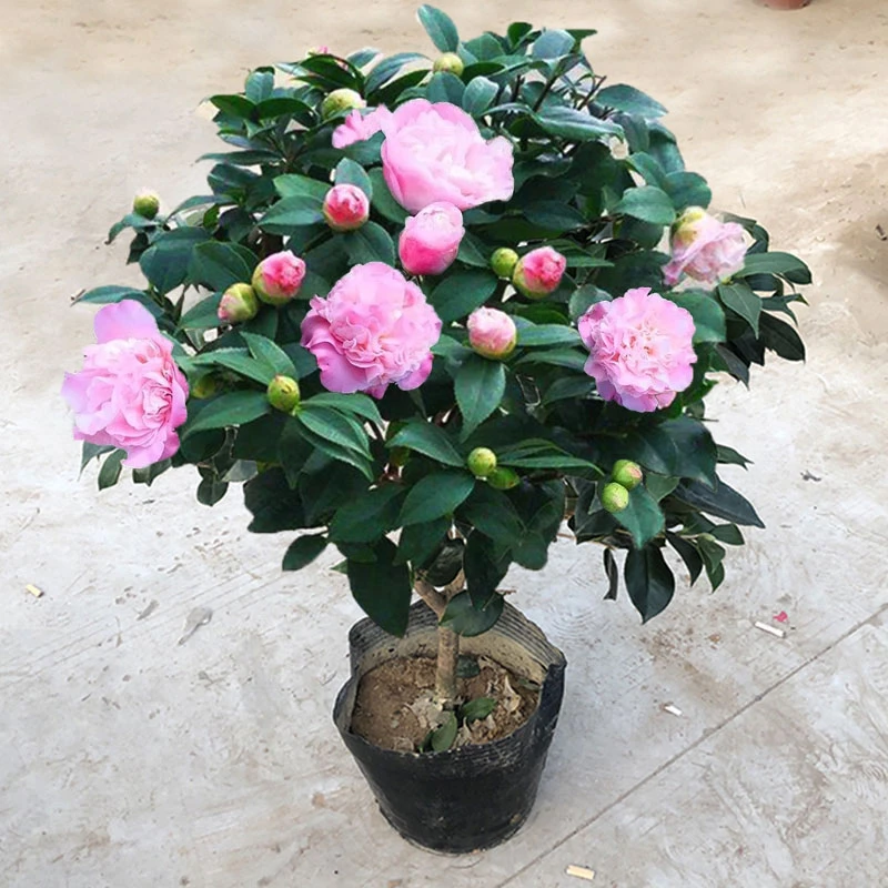 香妃茶花盆栽烈香千里香山茶花大树苗浓香型花苞四季常绿阳台庭院