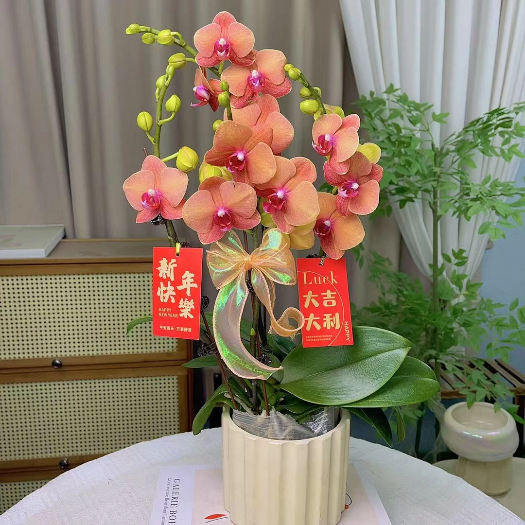 蝴蝶兰【金桔】 爱马仕橙带花苞 室内花花 懒人好养 广州基地直发