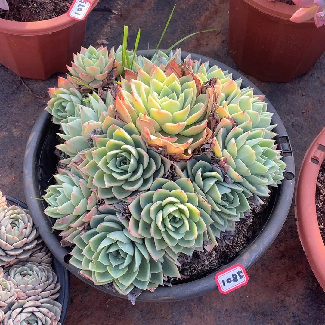 1085三色堇 一物一拍多肉