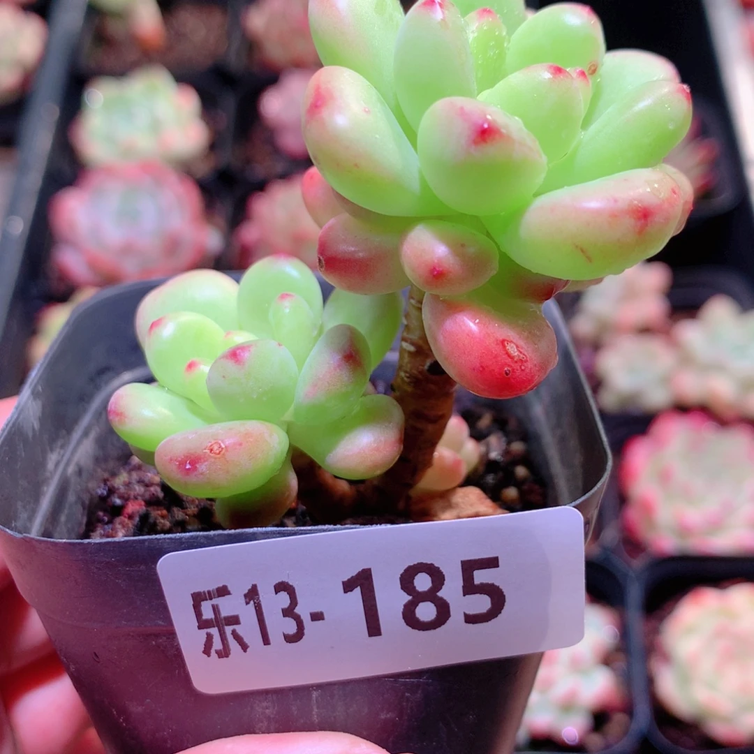 乐然13-185 香格里拉