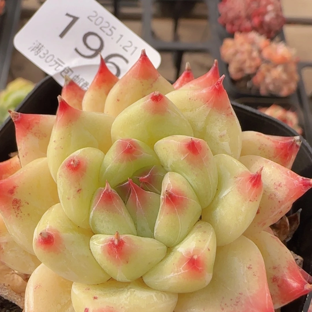 钻石婚戒单头一颗脱土