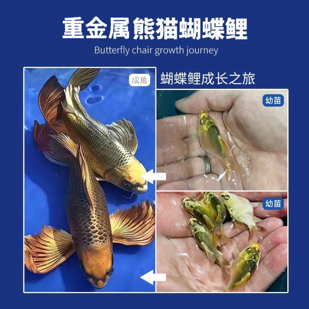 台湾熊猫蝴蝶鲤短身球体冷淡水观赏鱼苗纯种黄金古铜招财风水活体