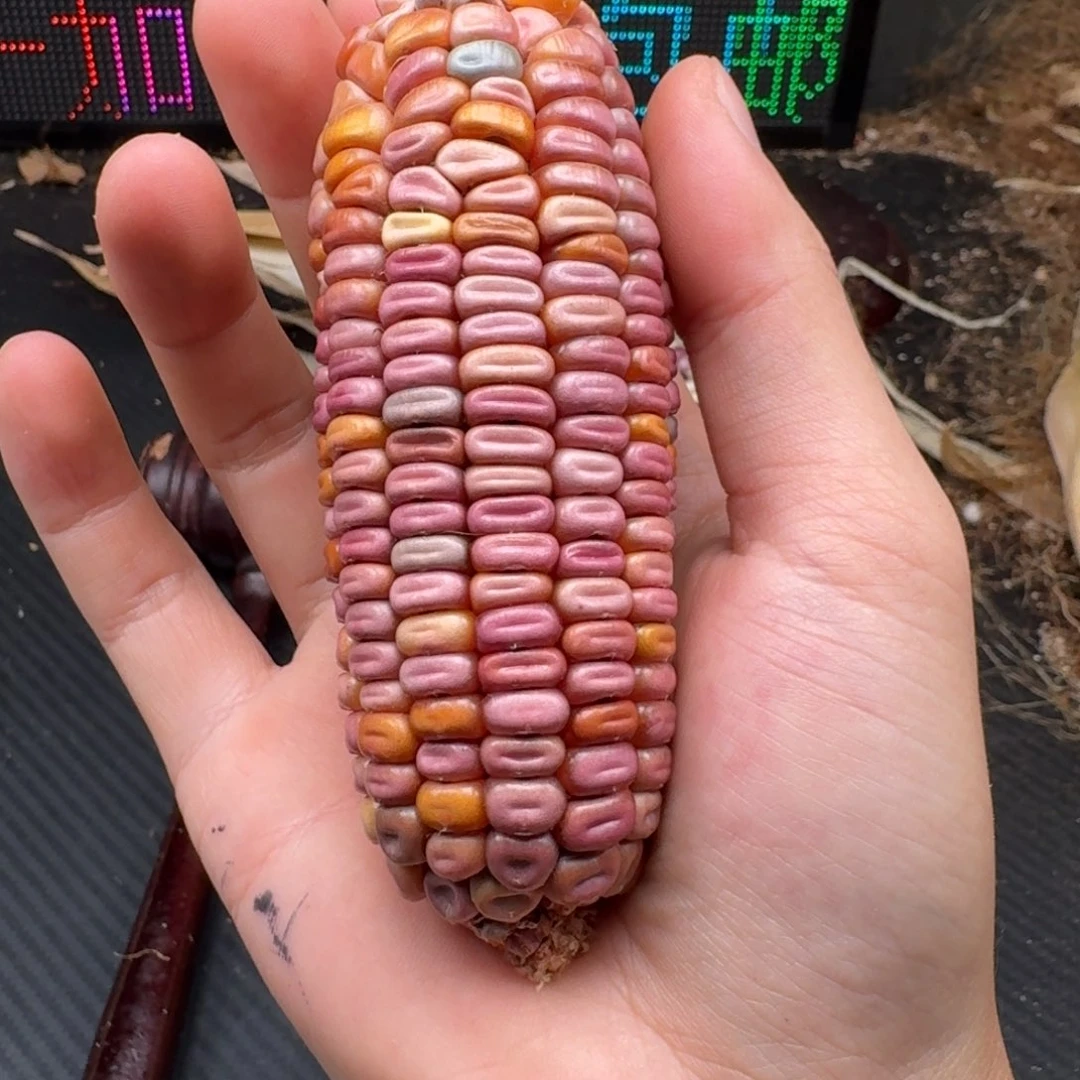 a***h柏香籽/百香籽吊坠