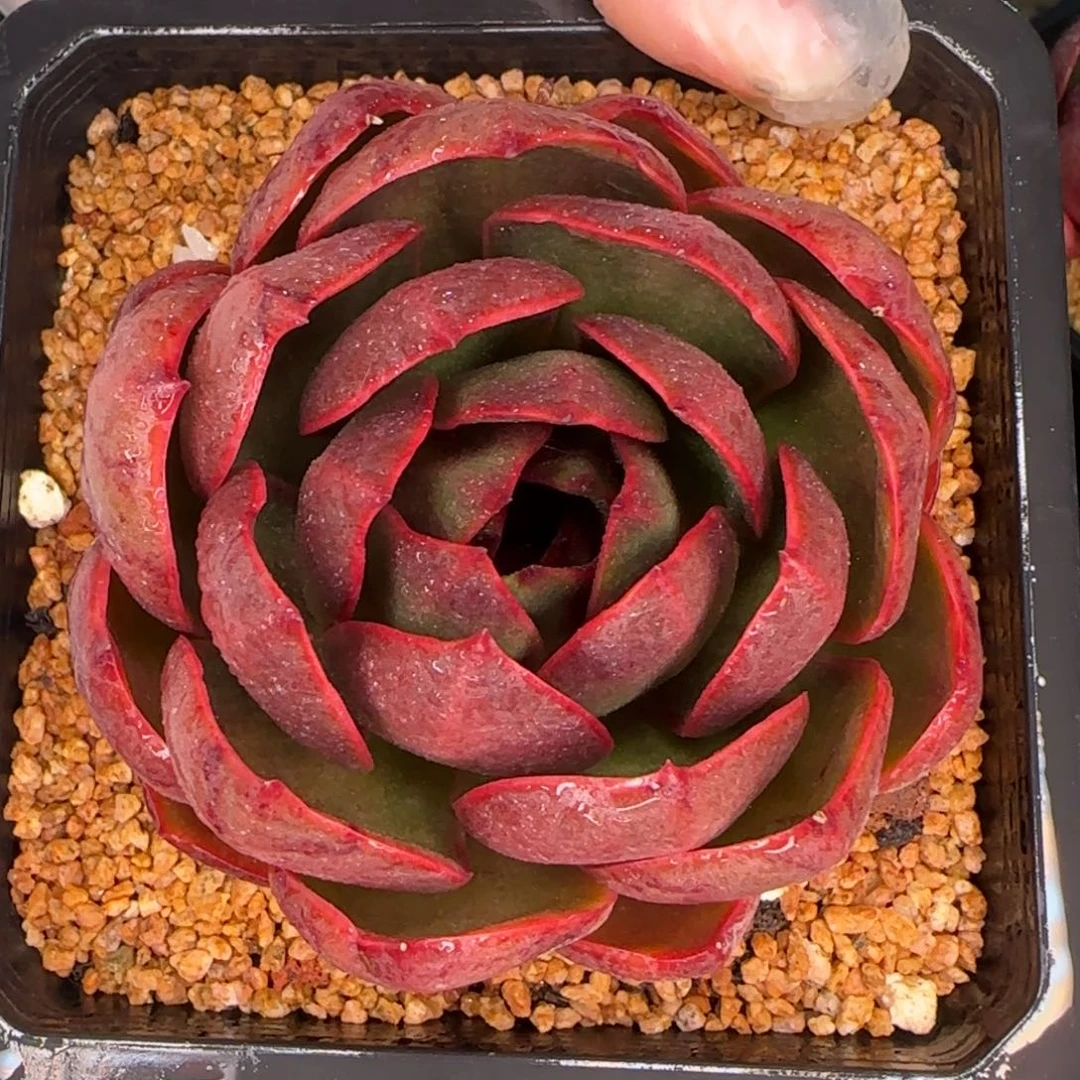 从前慢多肉编号红灯