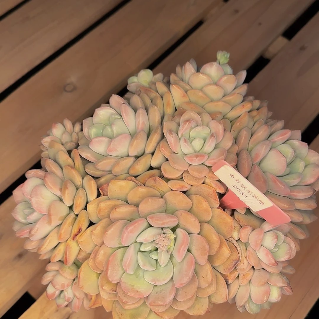 阿****龙2031不哈怕他爸爸吧