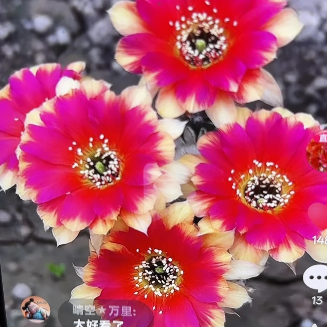 红双喜丽花侧牙20包邮仙人球47