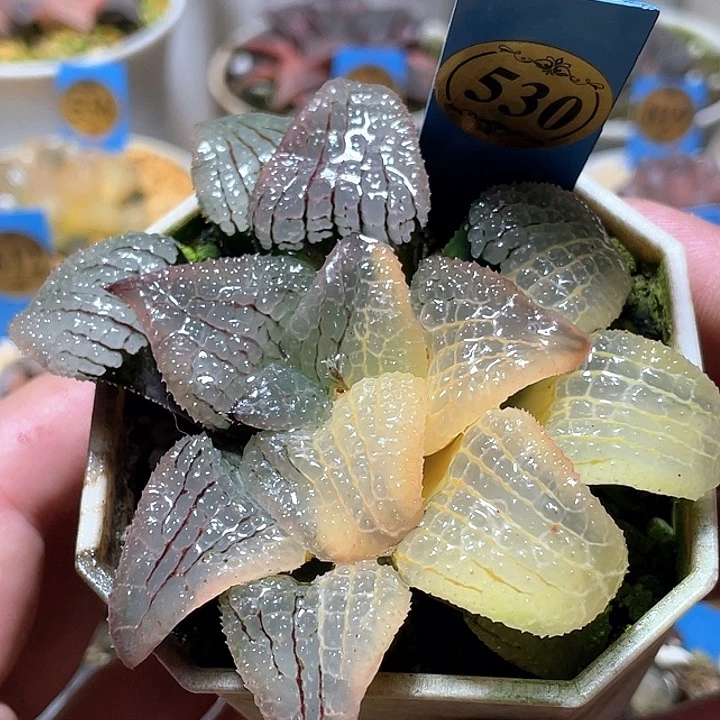 530天空之境錦特選福利