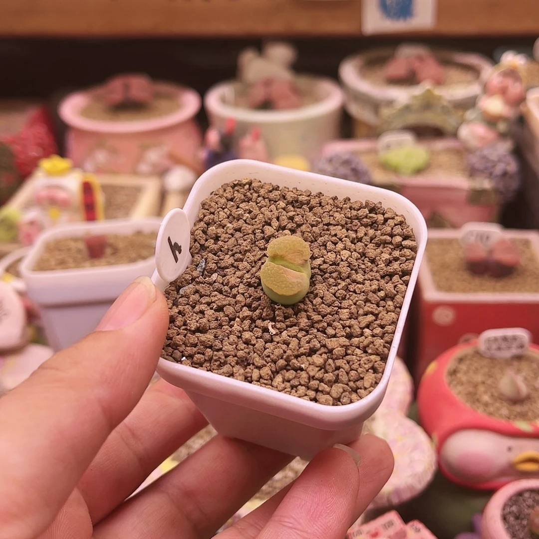 荧光黄雪花窗banke可带盆土发货