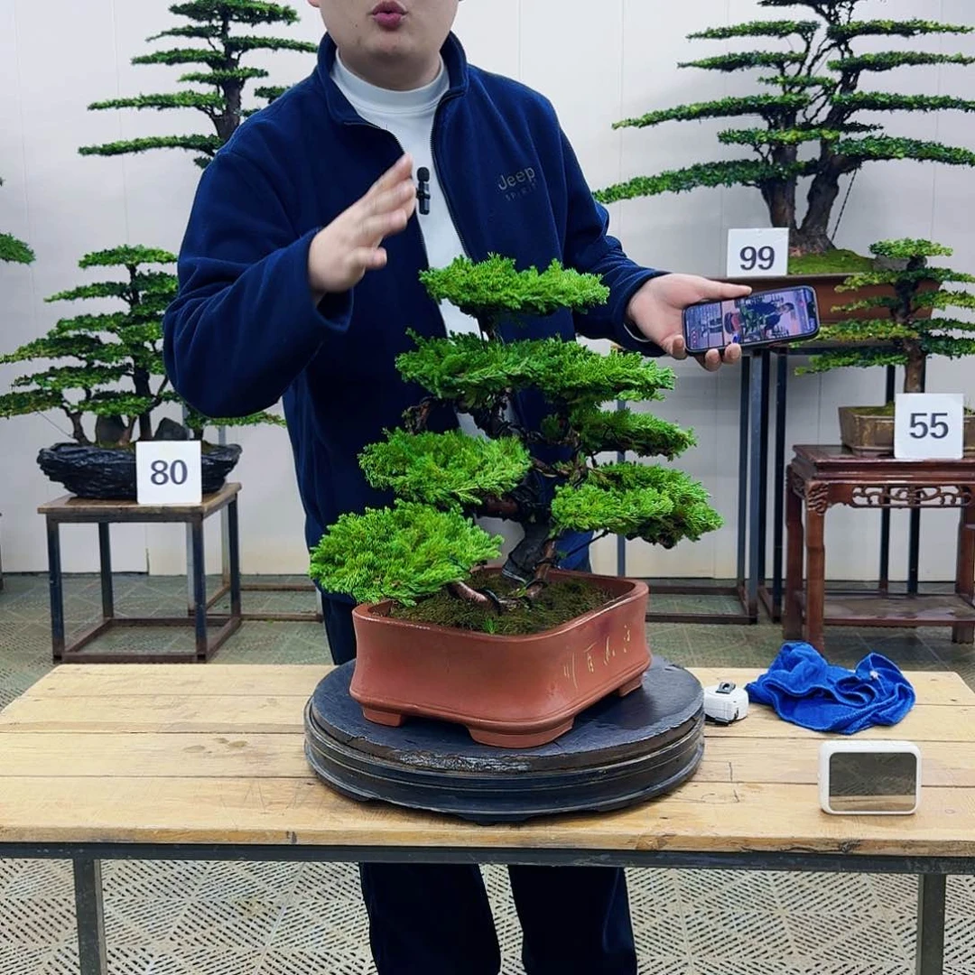 盆景柏树造型盆景