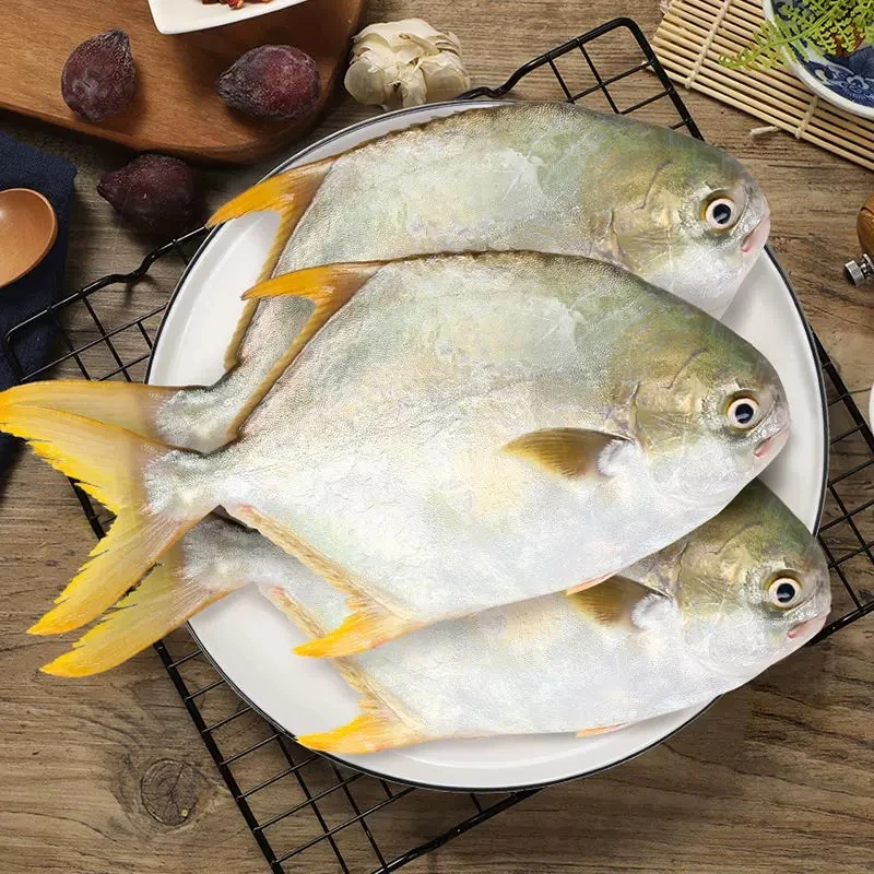 {7条装}本港深海金鲳鱼300-400克/条活鱼速冻非活发货顺丰冷链