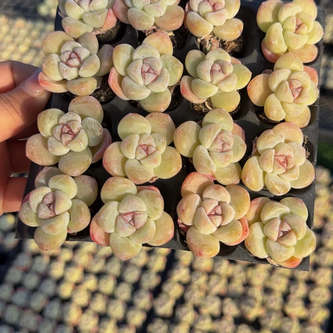 开播福利16颗一组超优带血线冰玉