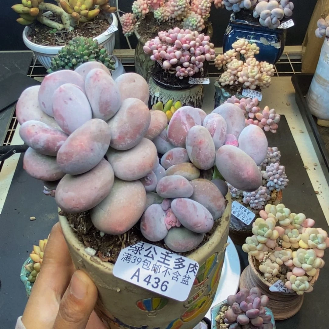 昵***置436大叶奶多肉10c m